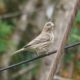 Purple finch