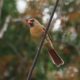 Another cardinal