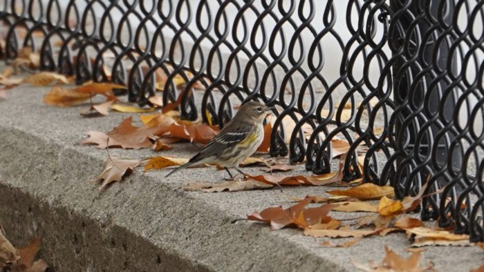 Yellow-rumped warbler