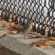 Yellow-rumped warbler