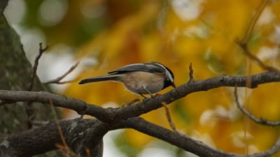 Black-capped chickadee