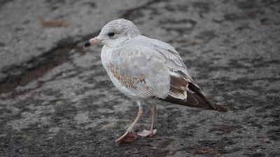 Ring-billed gull