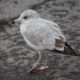 Ring-billed gull, first winter