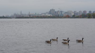 Geese and Parliament Hill