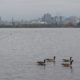 Geese and Parliament Hill