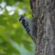 Downy woodpecker