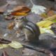 Chipmunk on back deck