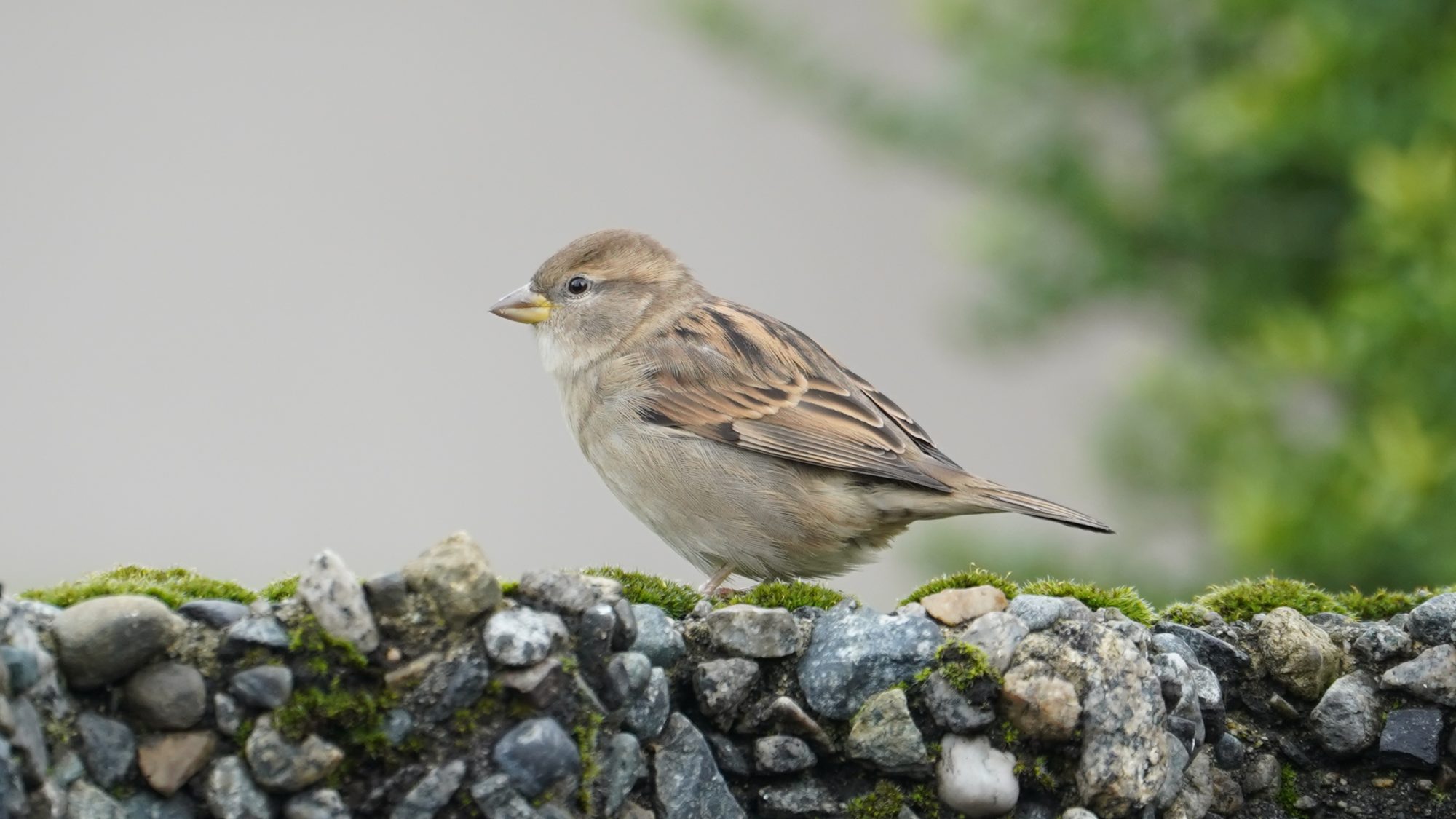 House sparrow