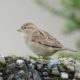 House sparrow