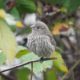 House finch, female