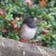 Dark-eyed junco