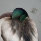 Snoozing mallard in the rain
