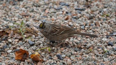 Golden-crowned sparrow