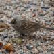 Golden-crowned sparrow