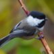 Chickadee