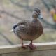 Fence duck