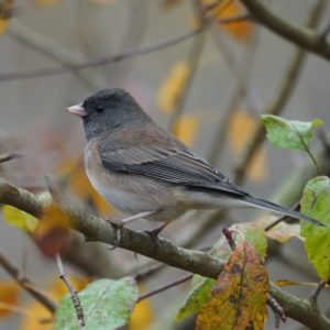 Dark-eyed junco