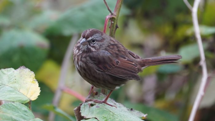 Song sparrow