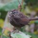 Song sparrow