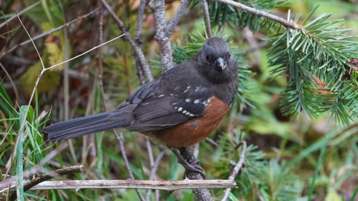 Spotted towhee