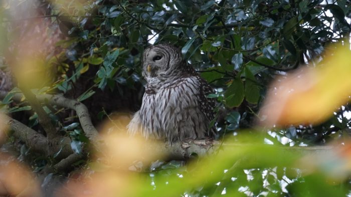 Barred owl