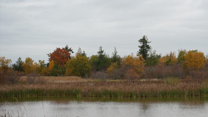 Reifel pond