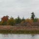 Reifel pond