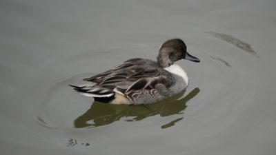 Immature northern pintail