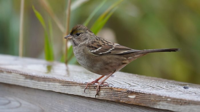 Golden-crowned sparrow