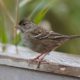 Golden-crowned sparrow taking off