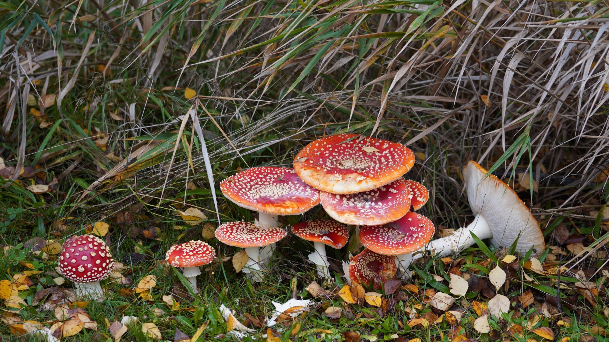 Fly agaric