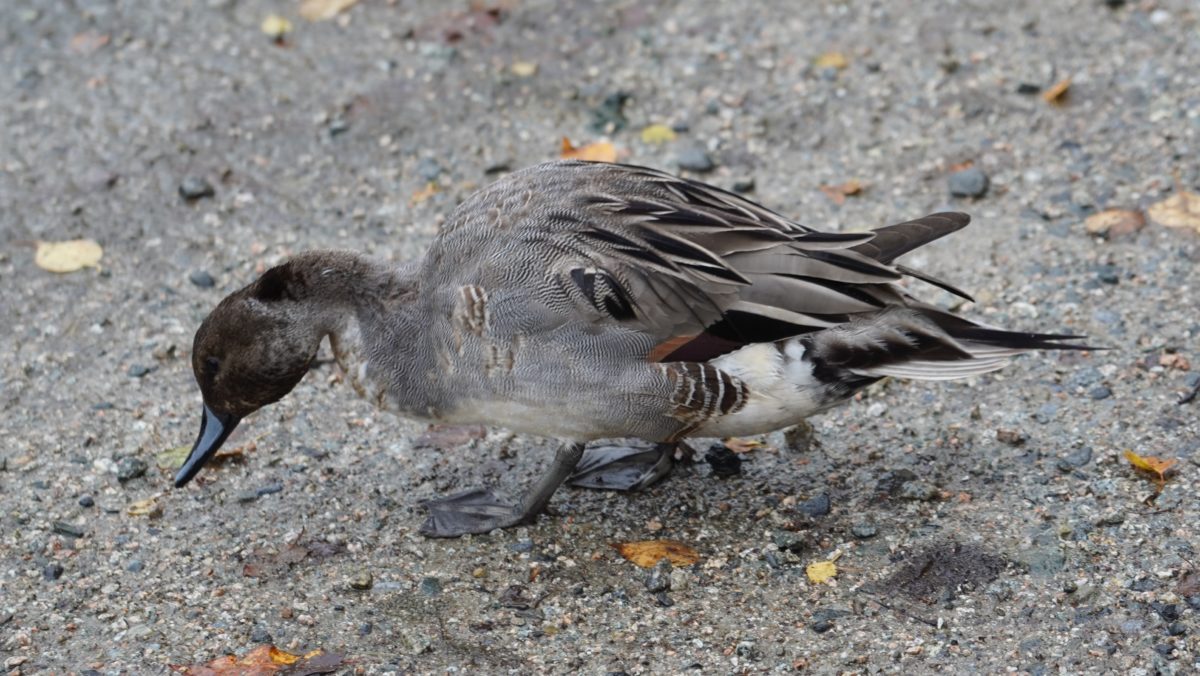 Immature northern pintail