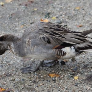 Immature northern pintail