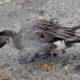 Another immature pintail