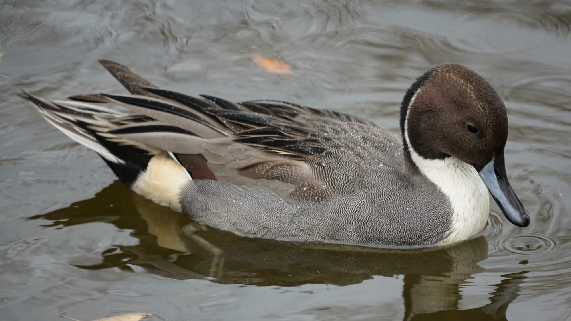 Northern pintail
