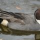 Northern pintail