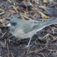 Grey junco