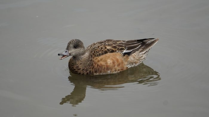 Wigeon