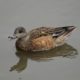 Wigeon calling