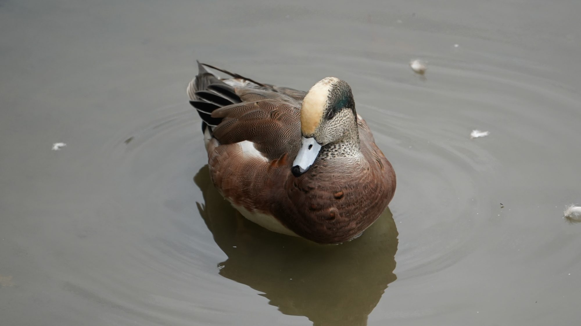 Male wigeon