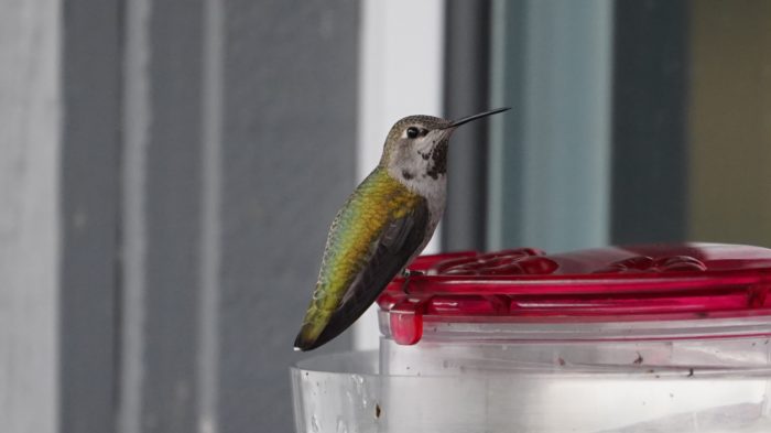 Female Anna's hummingbird