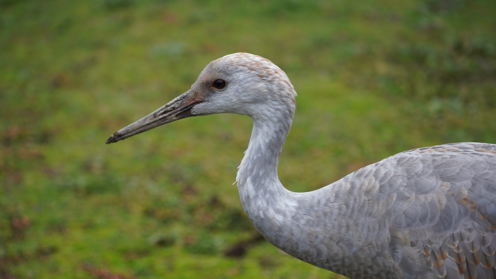 Sandhill crane colt