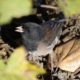 Junco framed in green