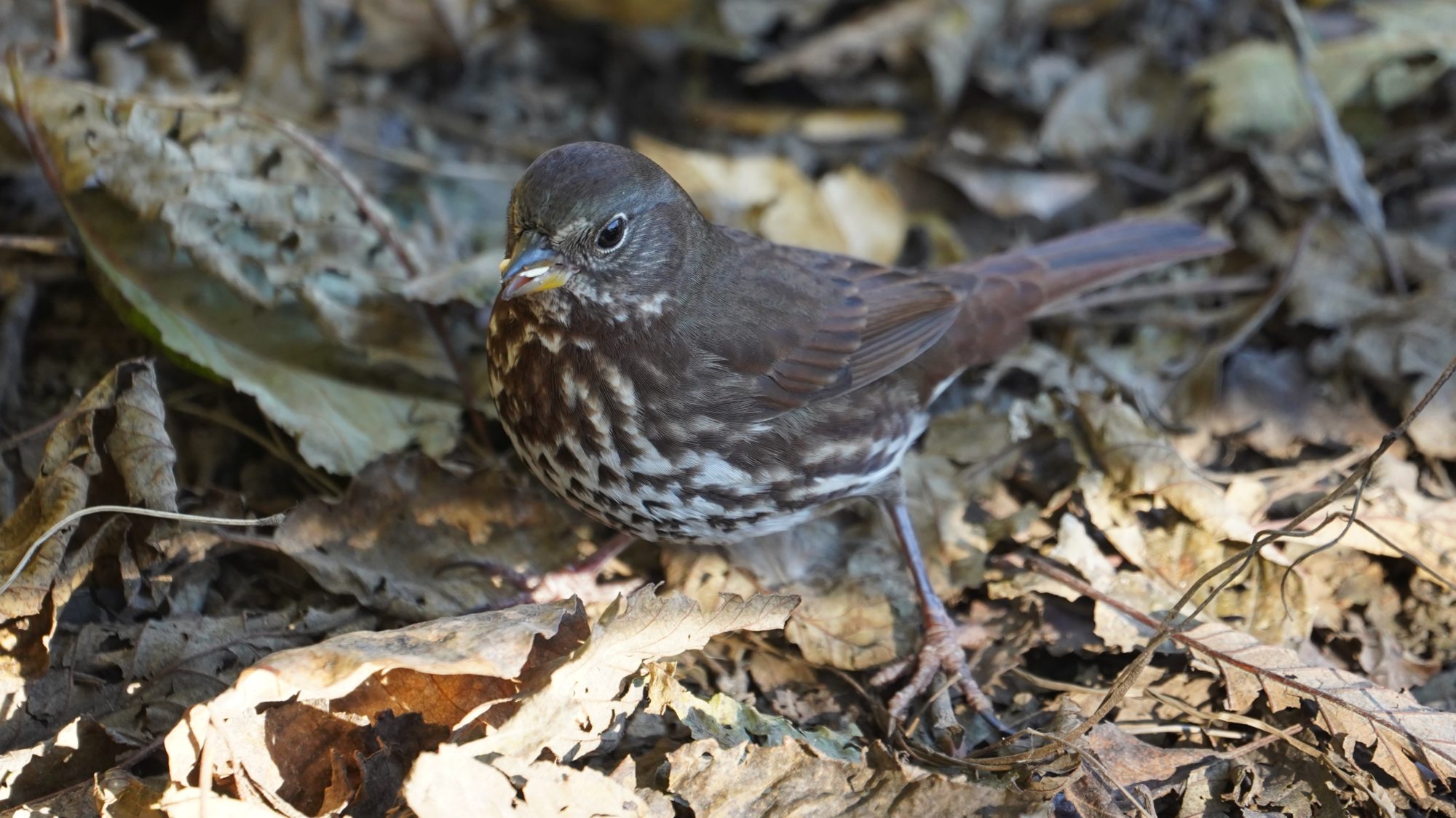 Fox sparrow