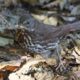 Fox sparrow in the shade