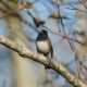 Junco looking up