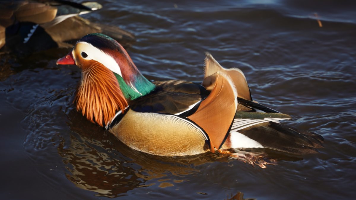 Trevor the Mandarin duck