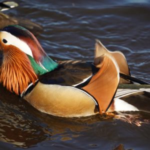 Trevor the Mandarin duck