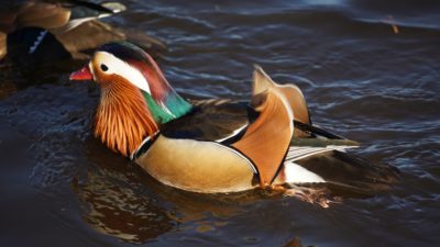 Trevor the Mandarin duck