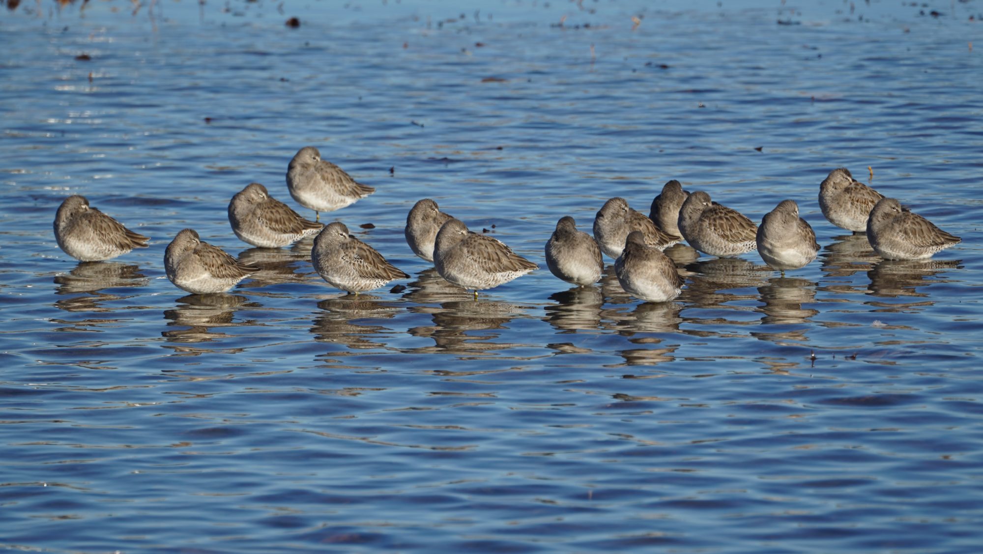 Sleeping long-billed dowitchers